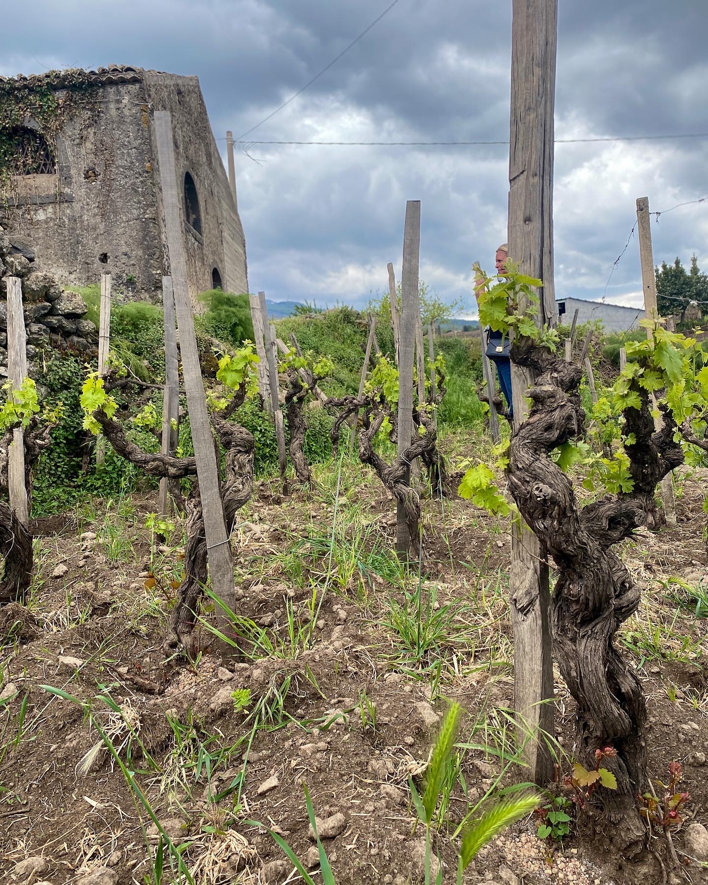 Old Nerello Mascalese vines