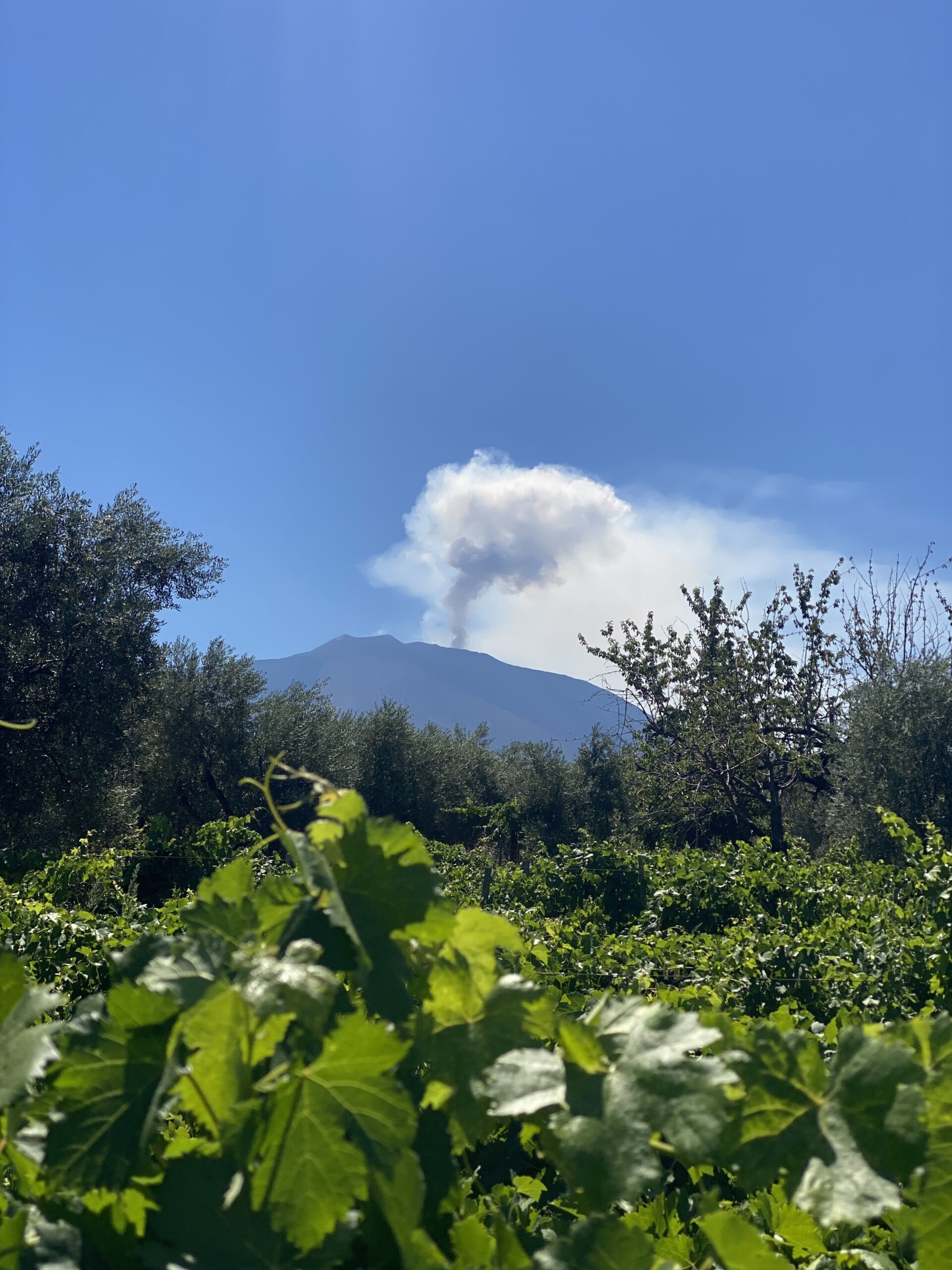 etna wine region panoramic photo