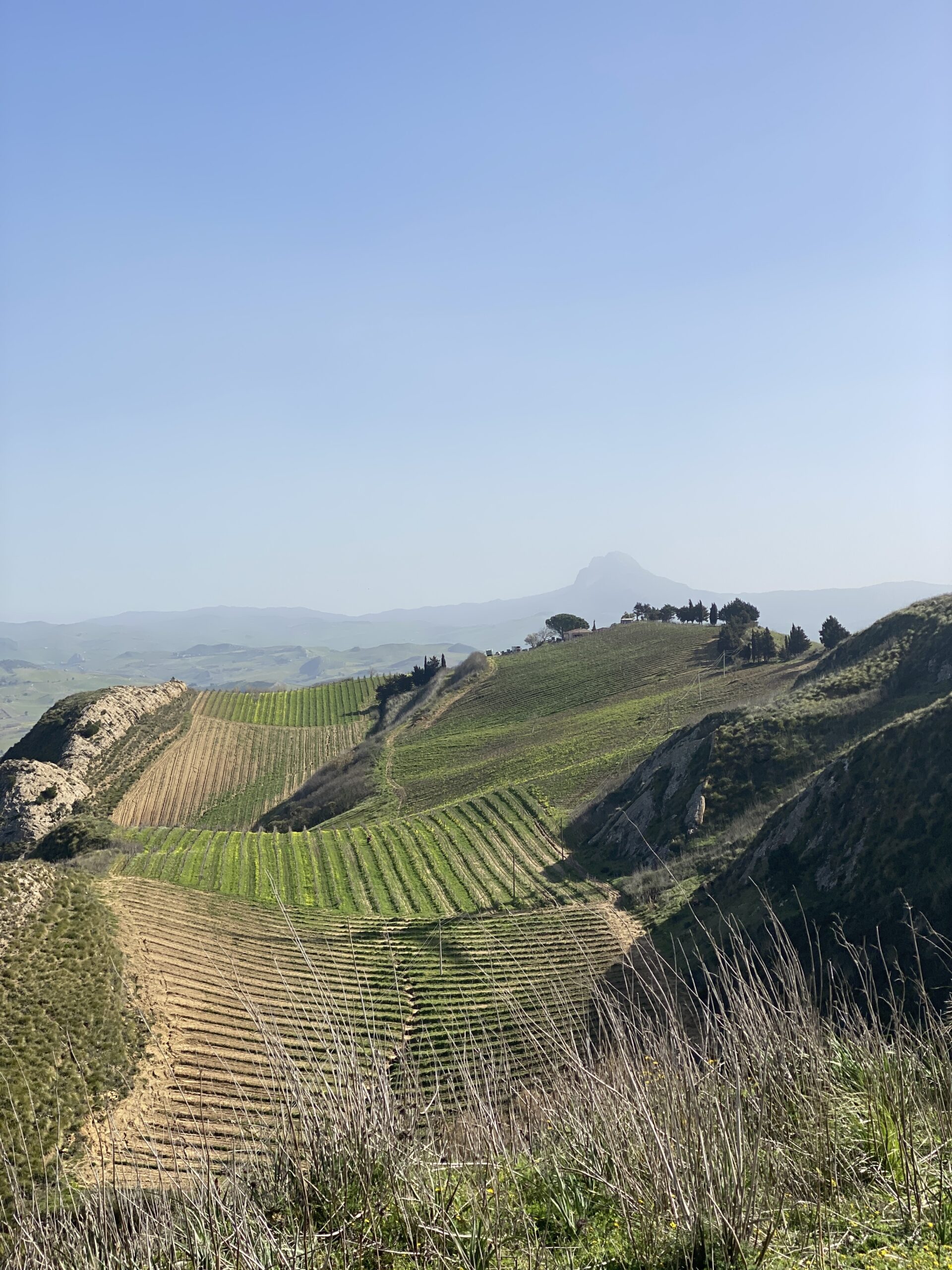 Sicily wine region