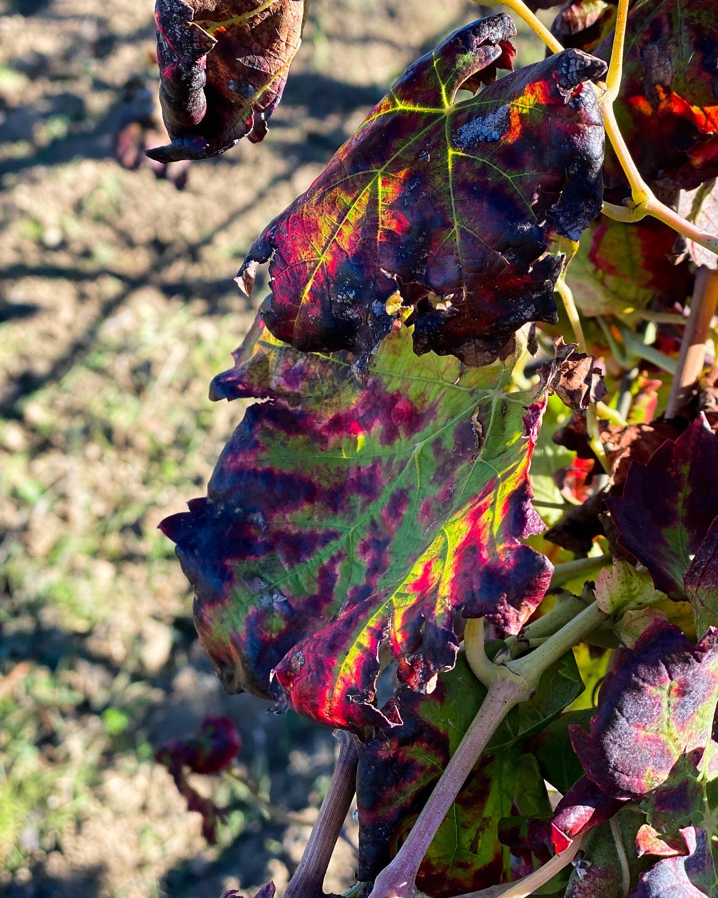 vineyard sicily