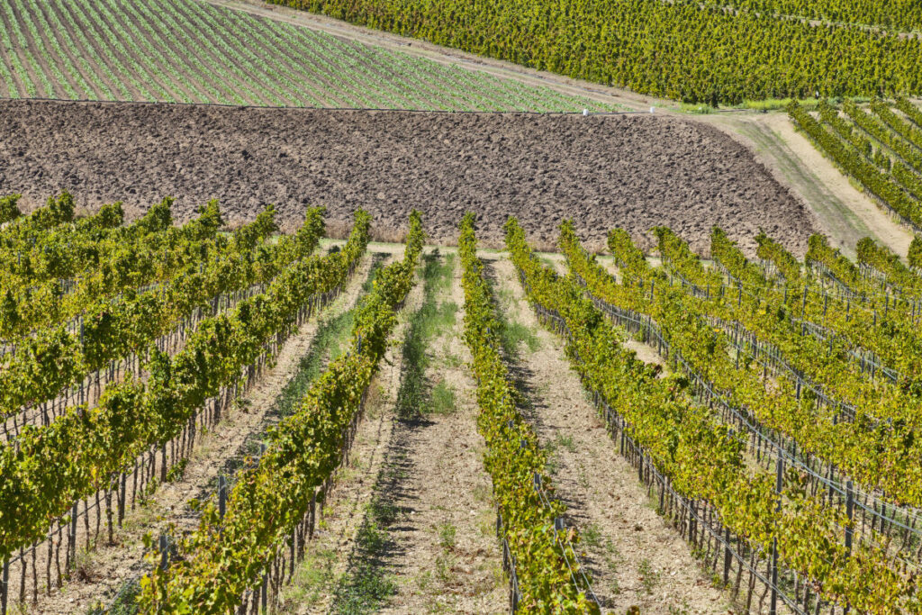 Sicilian vineyards