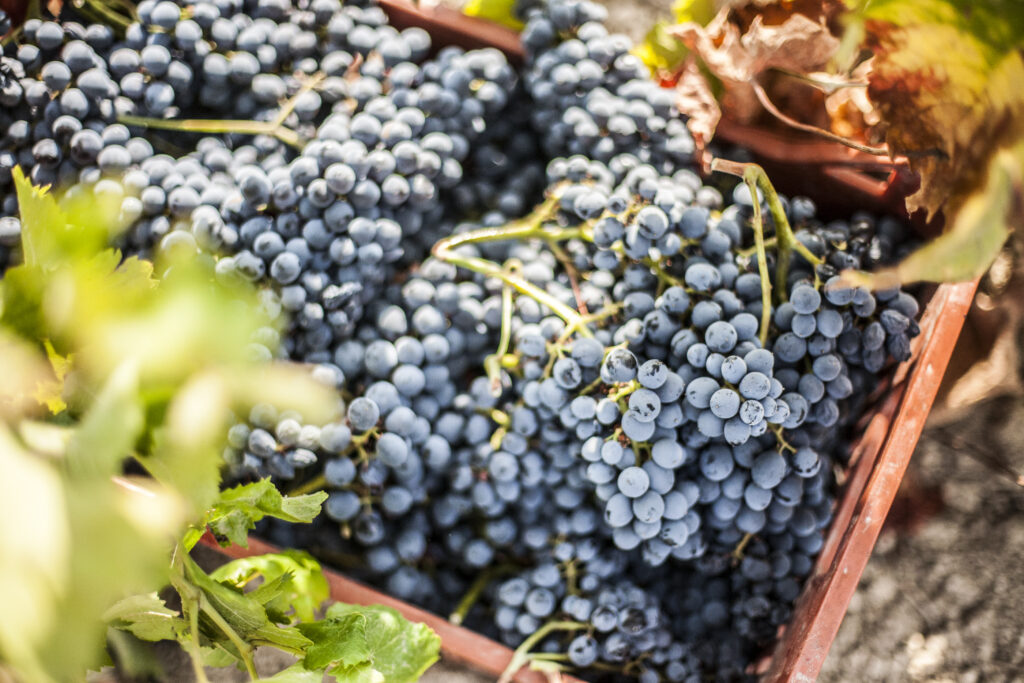 Nero d'Avola grape