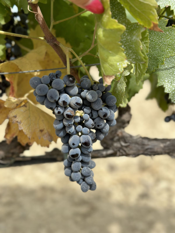 Nero d'Avola Grapes