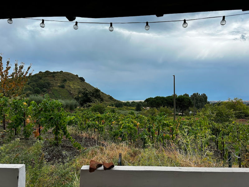 vineyards in Sicily