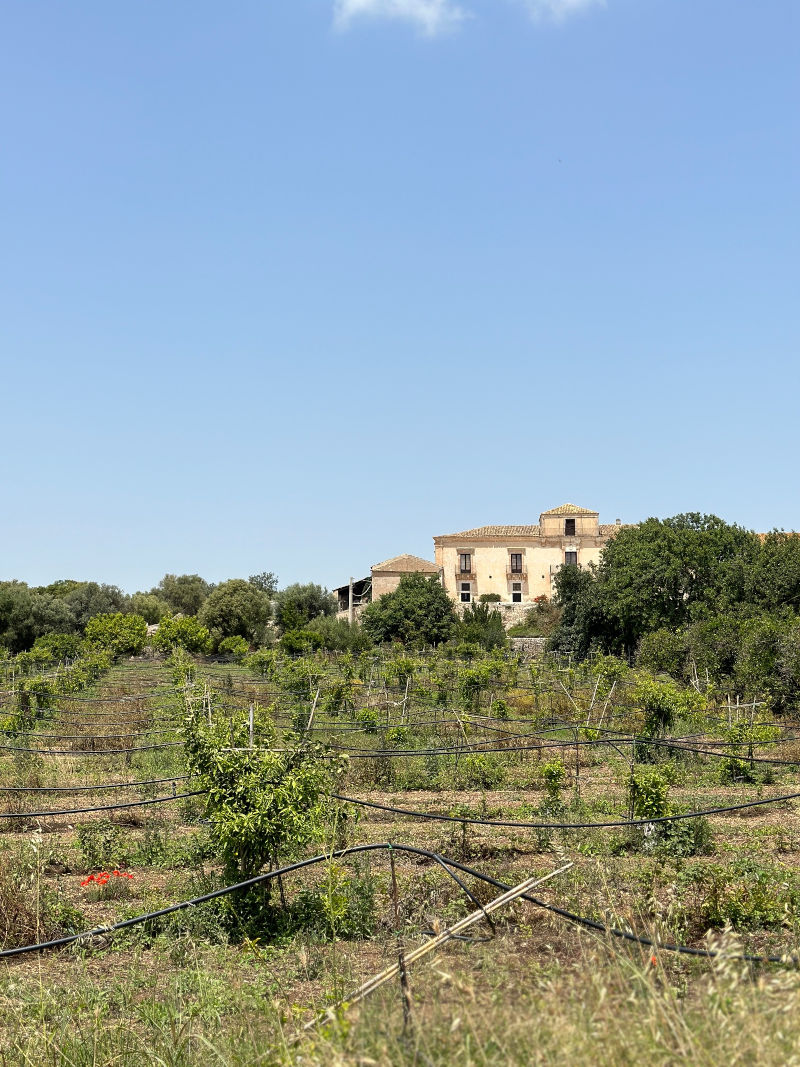 Villa Sulla and citrus groves