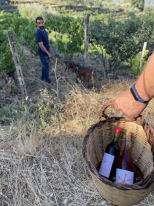 ETNA WINE