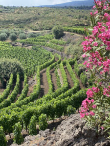 ETNA VINEYARD