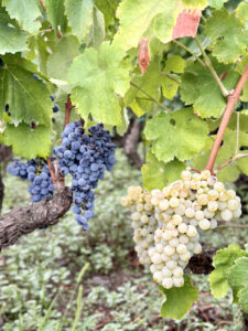 ETNA ROSSO ETNA BIANCO