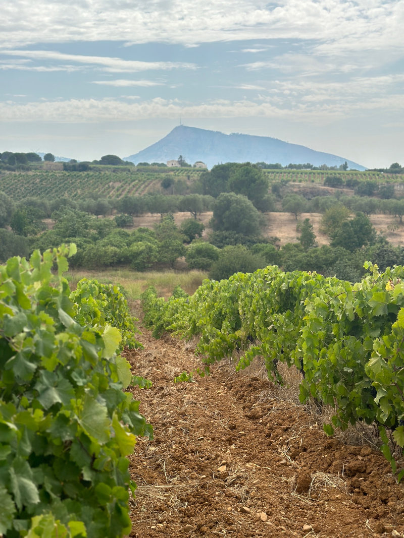 Alcamo vineyards