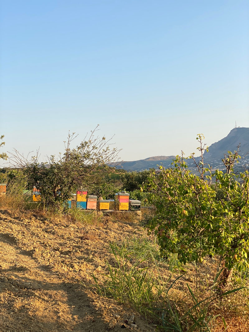 Elios bee hives